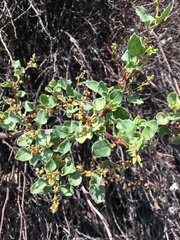 Muehlenbeckia hastulata