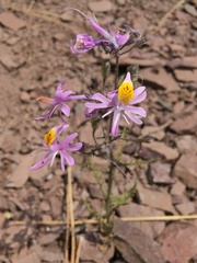 Schizanthus hookeri