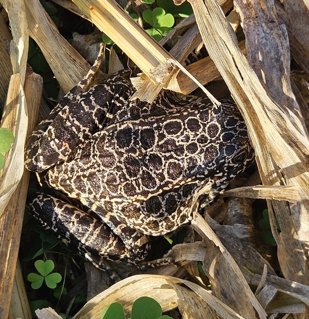 Crawfish Frog