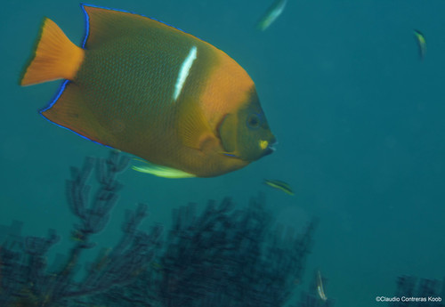 King Angelfish