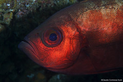 Heteropriacanthus