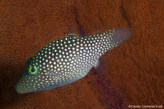 Canthigaster punctatissima