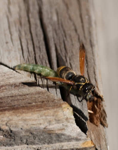 Keyhole Wasp photo 6