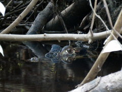 Melanosuchus niger