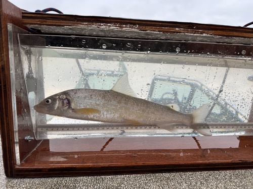 Mountain Whitefish