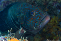 Cephalopholis panamensis