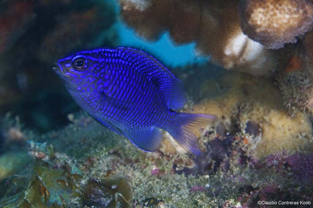 Cortez Damselfish