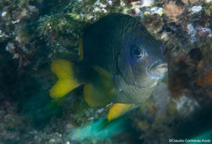 Stegastes flavilatus