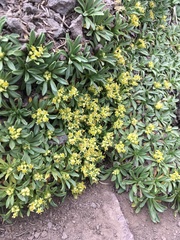 Azorella ruizii