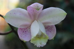 Cattleya loddigesii