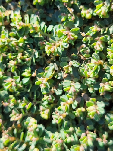iNaturalist observation photo of Matted Sandmat