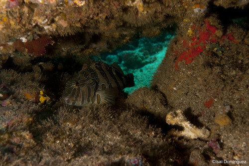 Giant Hawkfish