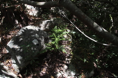 Pellaea pteroides