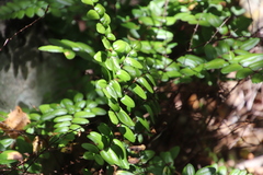Pellaea pteroides