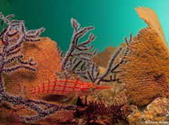 Oxycirrhites typus
