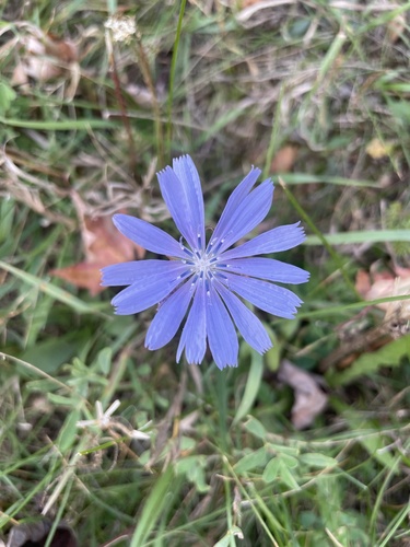 chicory
