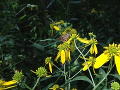 Amblyscirtes aesculapius