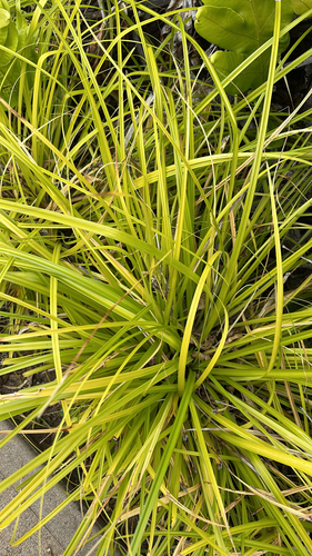 Carex wahuensis observed 2025-10-15