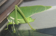 Philophyllia guttulata