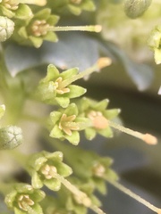 Gamocarpha scapigera