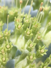 Gamocarpha scapigera