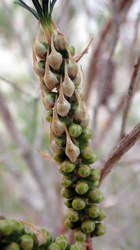Melaleuca armillaris