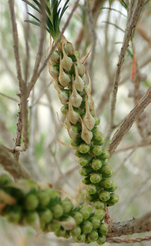 Melaleuca armillaris