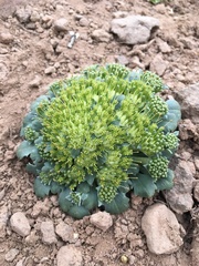 Gamocarpha scapigera