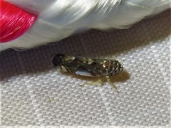 Scaphoideus productus
