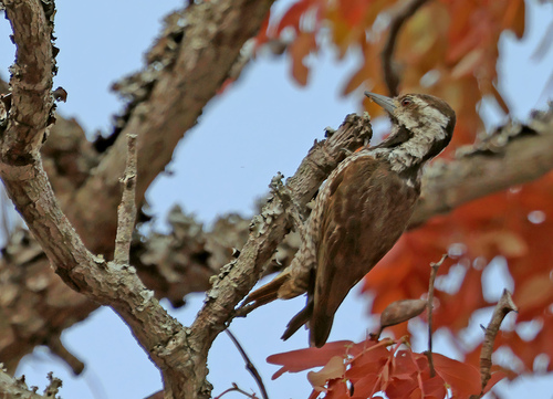 iNaturalist image