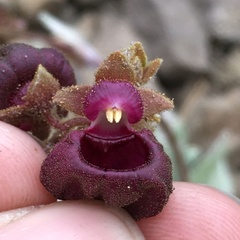 Calceolaria arachnoidea