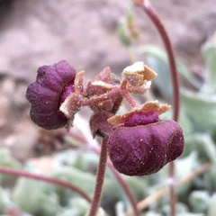 Calceolaria arachnoidea
