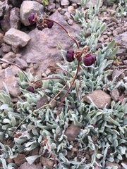 Calceolaria arachnoidea