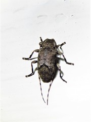 Sternidius mimeticus