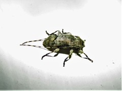 Sternidius mimeticus