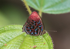 Paralaxita damajanti