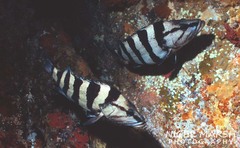 Acanthistius cinctus