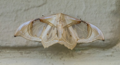 Macrauzata melanapex