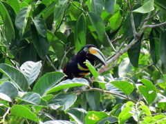 Pteroglossus pluricinctus