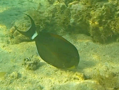Acanthurus nigricauda