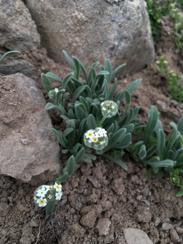 Cryptantha capituliflora