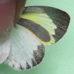 Eurema daira eugenia