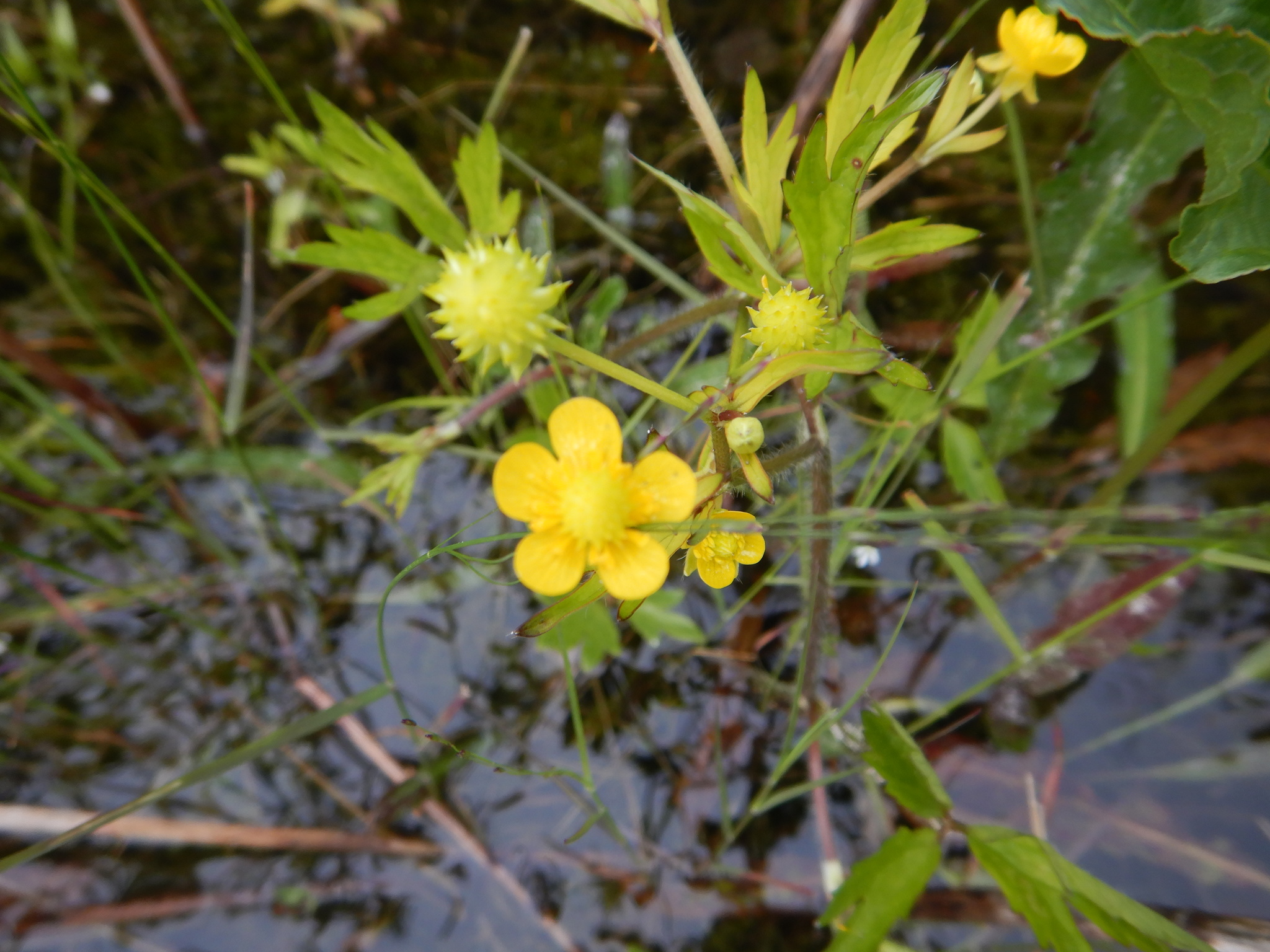 Ranunculus macounii