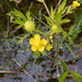Ranunculus macounii - Photo (c) Douglas Tate, algunos derechos reservados (CC BY-NC), subido por Douglas Tate