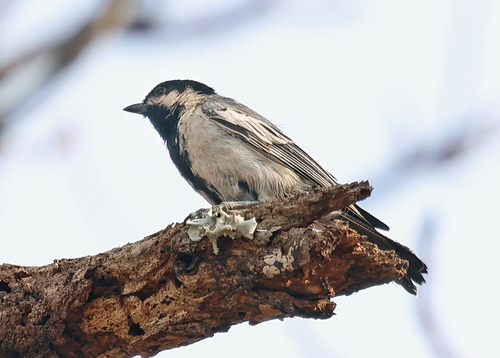 iNaturalist image
