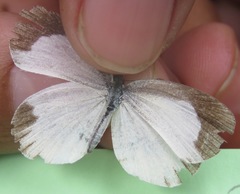 Eurema daira eugenia