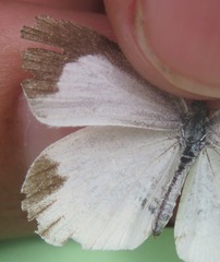 Eurema daira eugenia