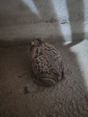 Cururu Toad