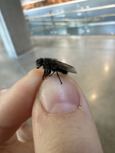 Unknown species found near University of Victoria, Saanich, BC, CA