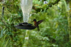 Lampornis
